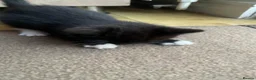 Mixed Breed cats for sale: 1 Beautiful Female Kitten Left  - Advert 22