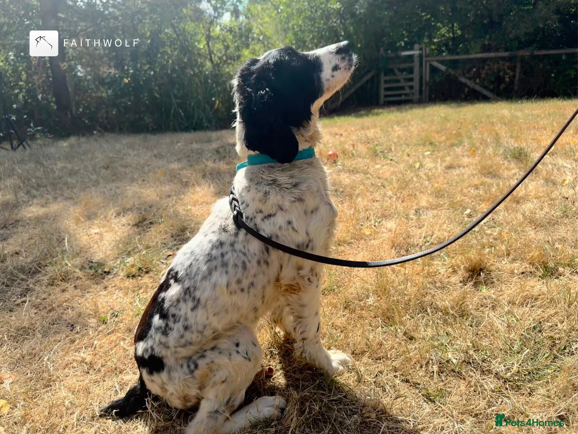 English Springer Spaniel dogs Spike - Fully Trained Pet Springer Spaniel - Advert 1