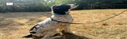 English Springer Spaniel dogs for sale: Spike - Fully Trained Pet Springer Spaniel - Advert 1