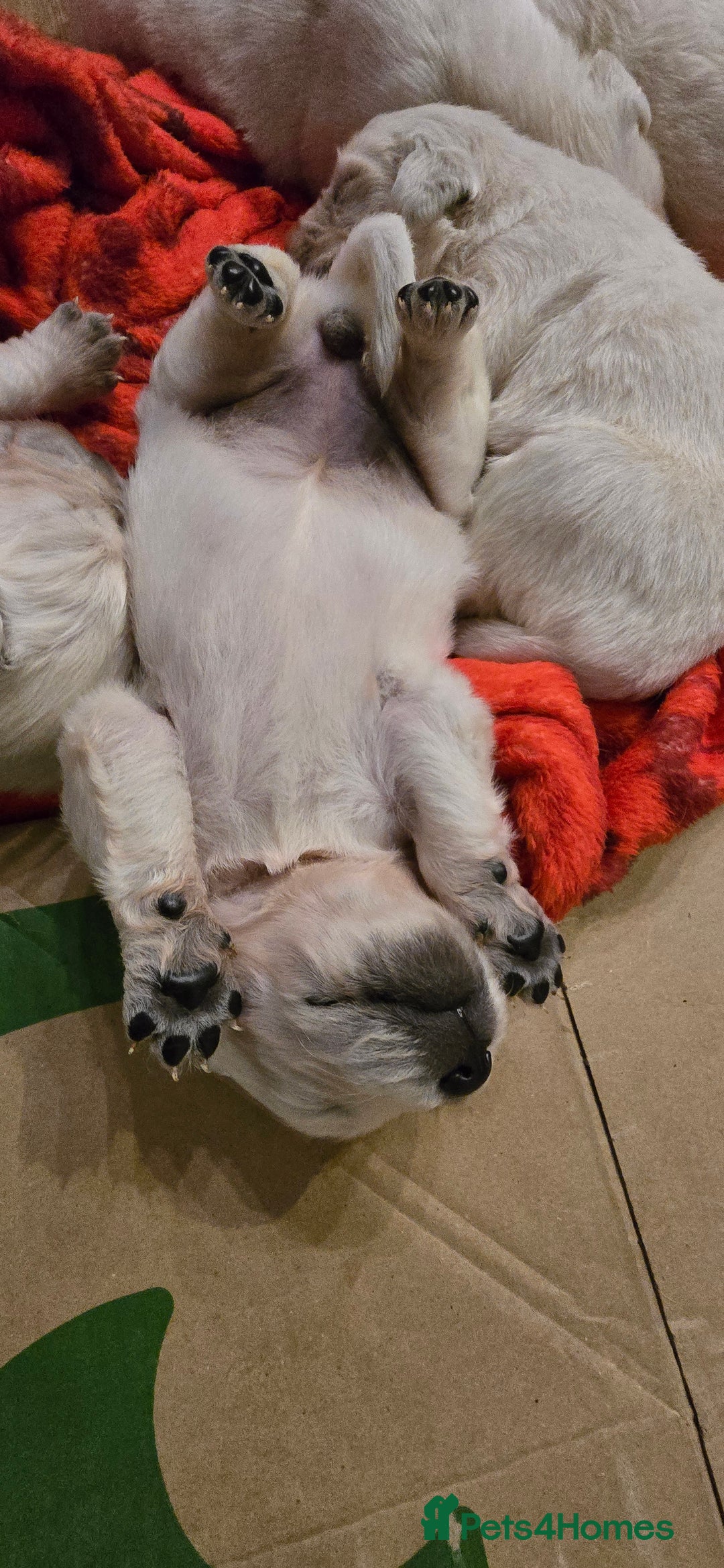 Golden Retriever dogs for sale: Adorable white Golden Retriever - Advert 3