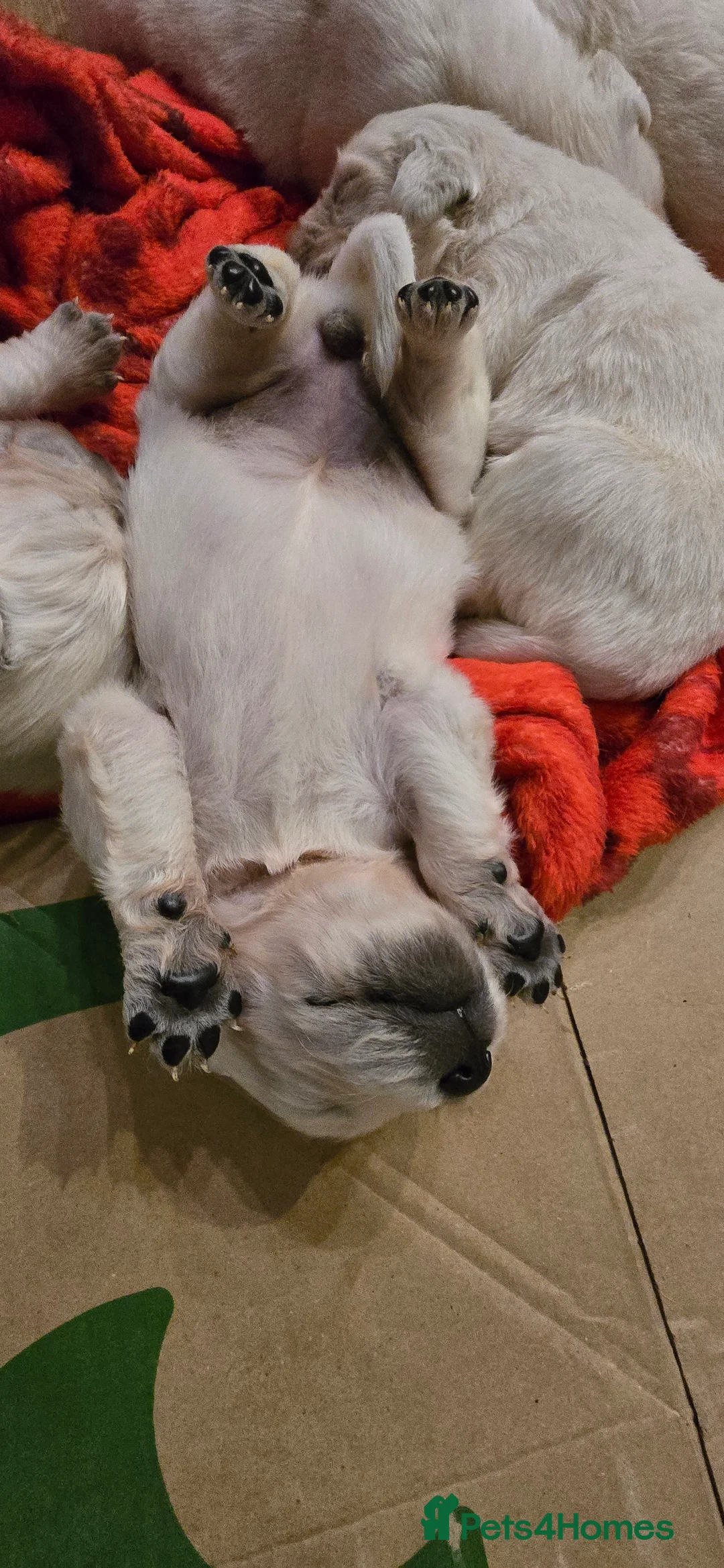 Golden Retriever dogs for sale: Adorable white Golden Retriever - Advert 7