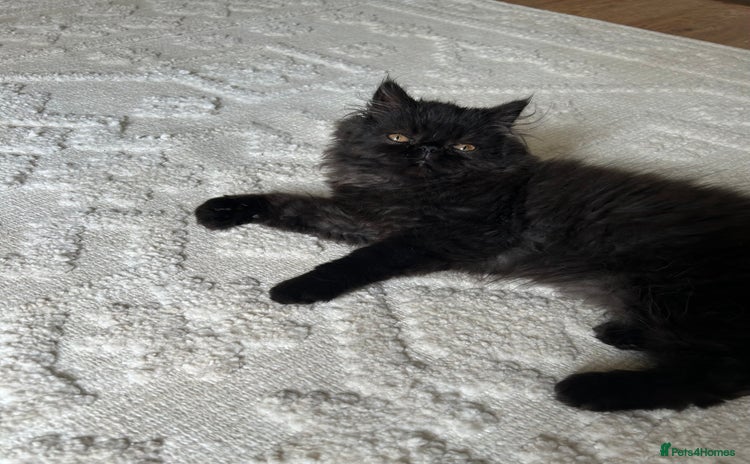 Persian cats in Northampton - Advert 3