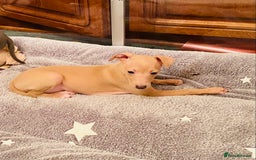 Italian Greyhound dogs for sale: ITALIAN GREYHOUND PUPPIES  - Advert 2