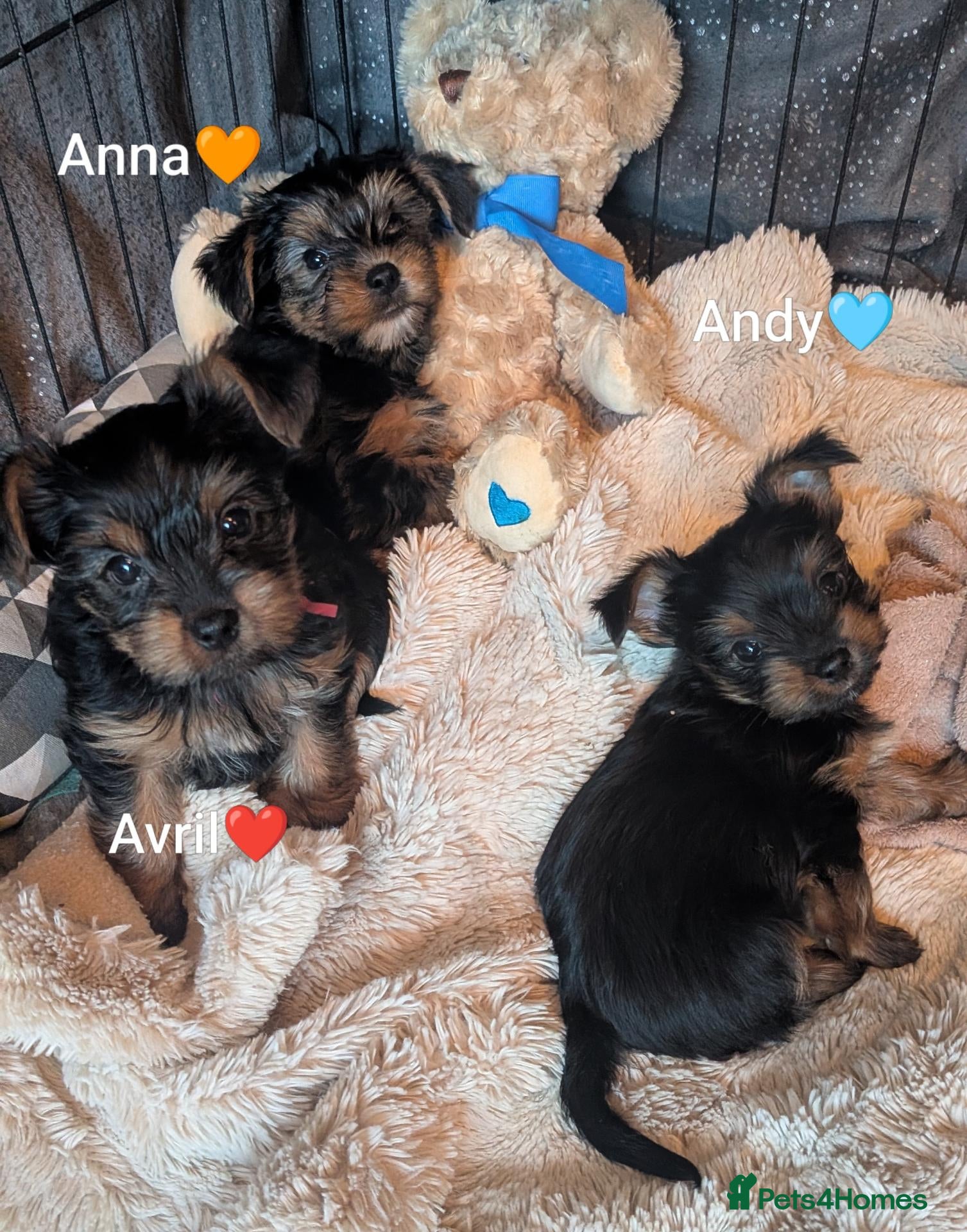 Yorkshire Terrier dogs ANMACO Yorkshire Terriers KC Ped TOY/MINATURES - Advert 1
