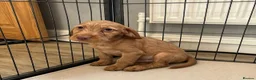Jackapoo dogs for sale: Jackapoo Puppies Ready Now - Advert 14