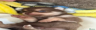 Chocolate male 
