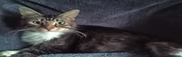 Mixed Breed cats for sale: 2 Happy and playful female kittens in Kidderminster - Advert 3