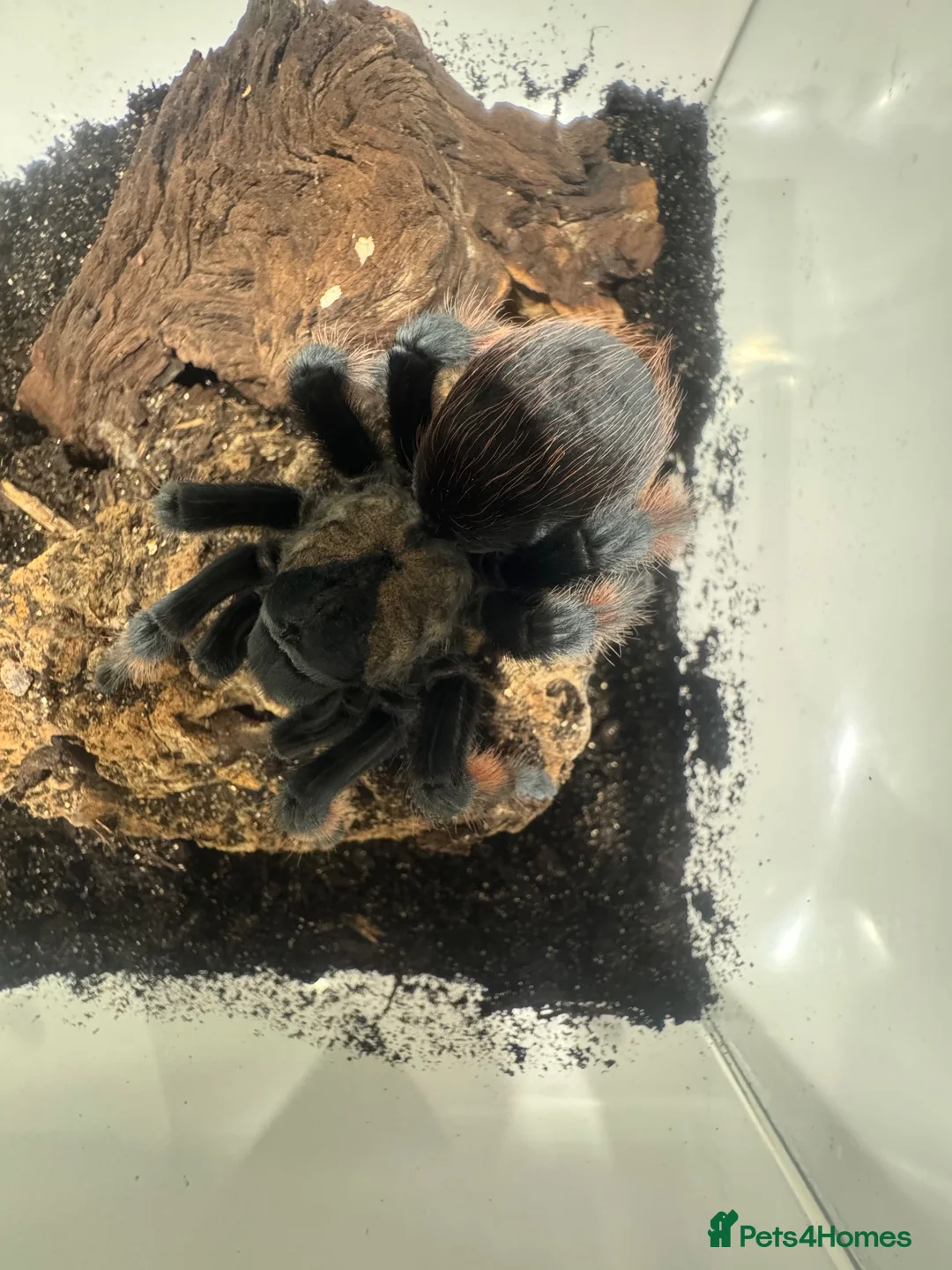 Tarantulas invertebrates for sale: 8 year old Female Mexican Red Knee Tarantula in Chesham - Advert 2
