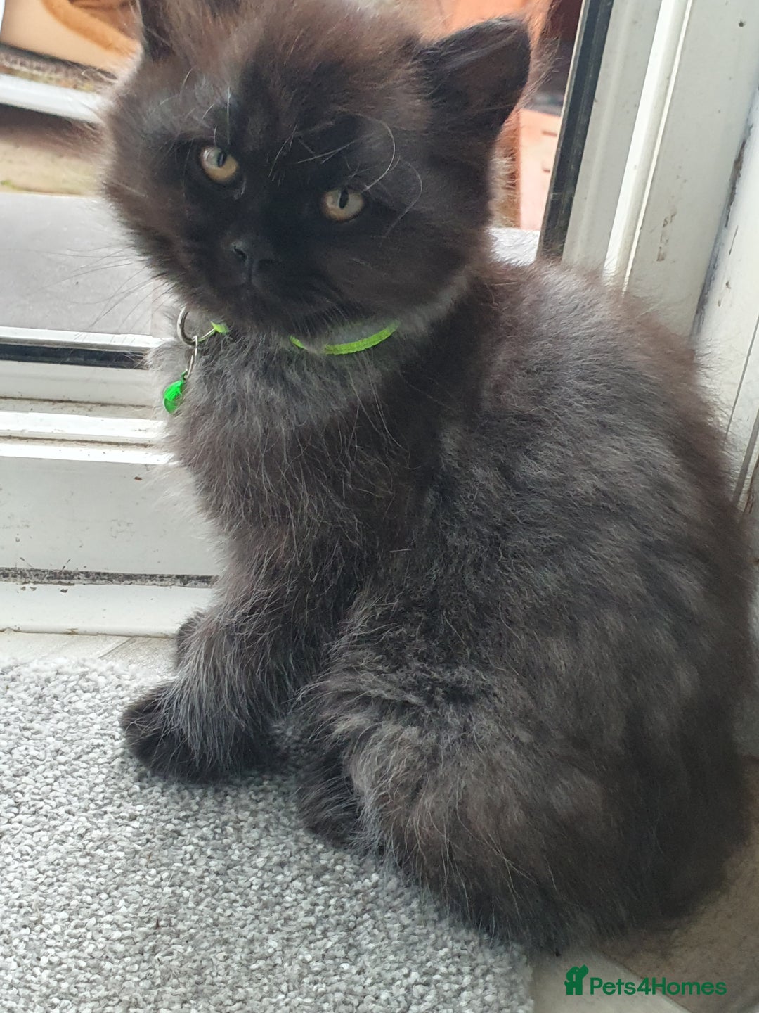 Mixed Breed cats for sale: Beautiful male kitten  - Image 14