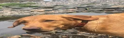 Labrador Retriever dogs for sale: KC fox red puppies - Advert 16