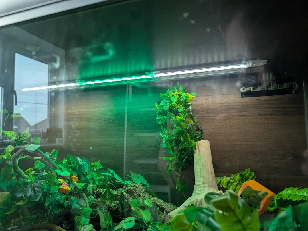 Corn Snake reptiles for sale: 3 year old Corn snake and full habitat - Advert 4