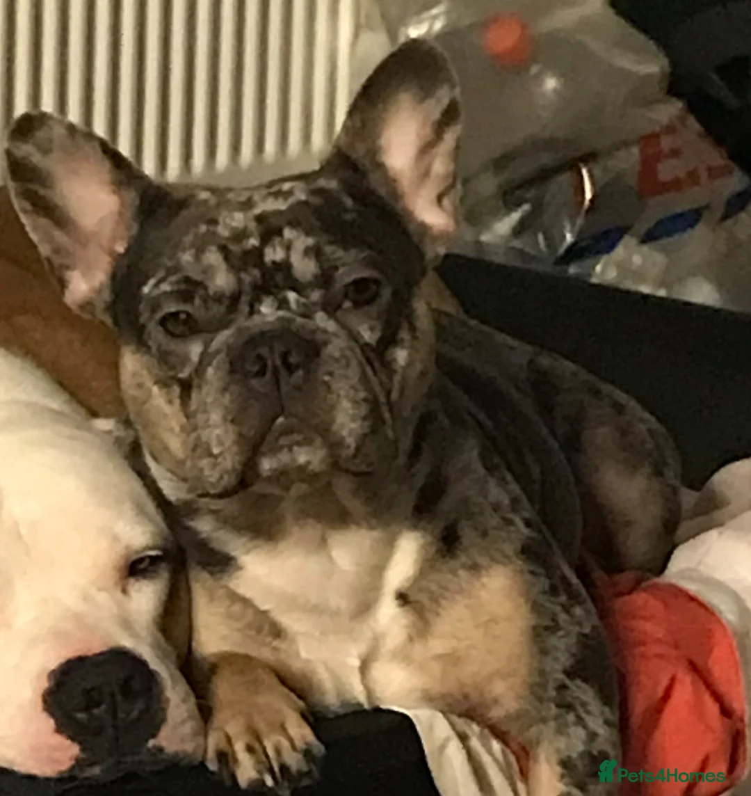 Mixed Breed dogs for sale: 7 gorgeous rare French American Bulldogs - Advert 2