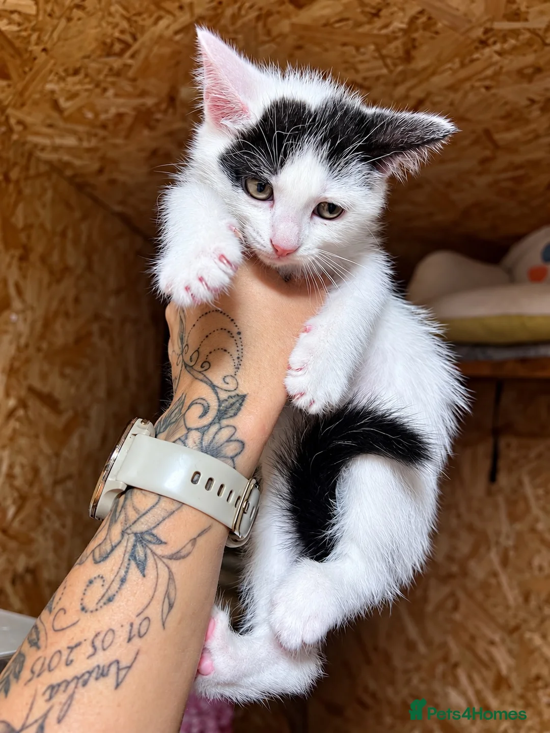 Mixed Breed cats for sale: 😍Mix Kittens 😍 - Advert 5