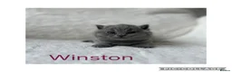 British Shorthair cats for sale: Stunning Blue British Shorthair Kittens  - Advert 9