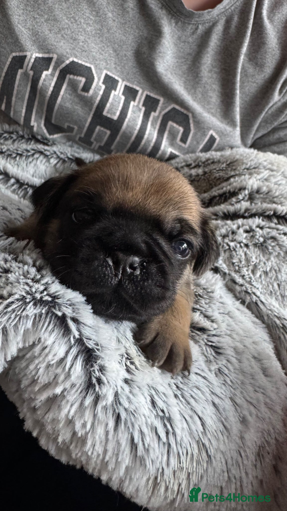 Pug dogs Pug Puppies | 5 ⭐️ Homes Only  - Advert 20
