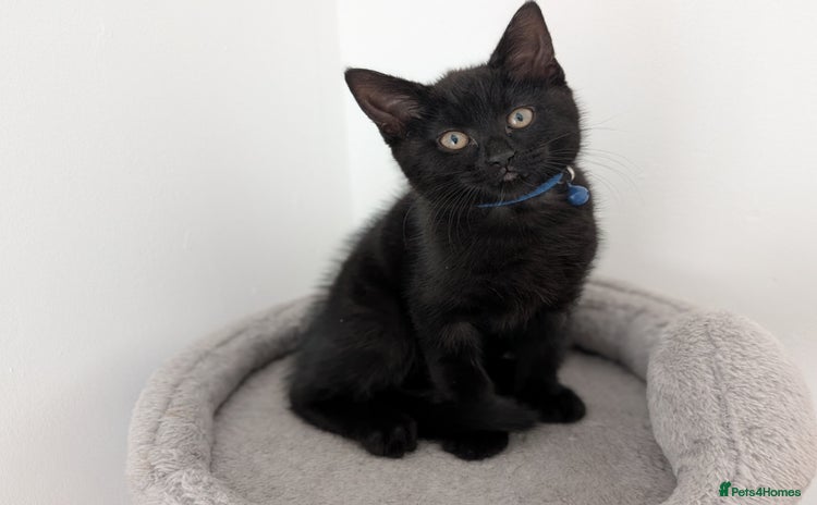 Mixed Breed cats - Advert 4
