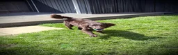 Cockapoo dogs for sale: Cockerpoo male 10 months  - Advert 5