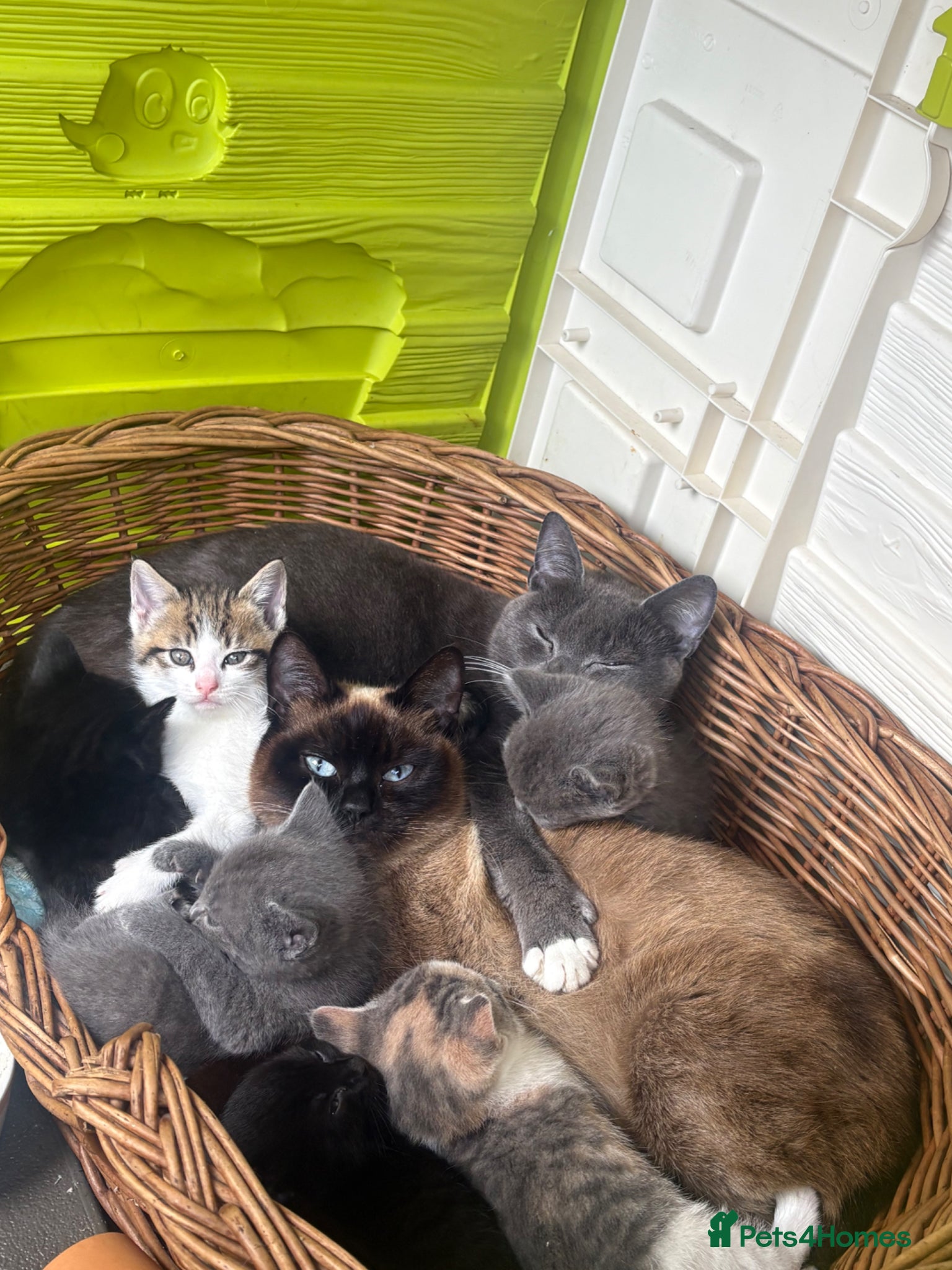 Mixed Breed cats Half British short hair half Siamese  - Advert 14