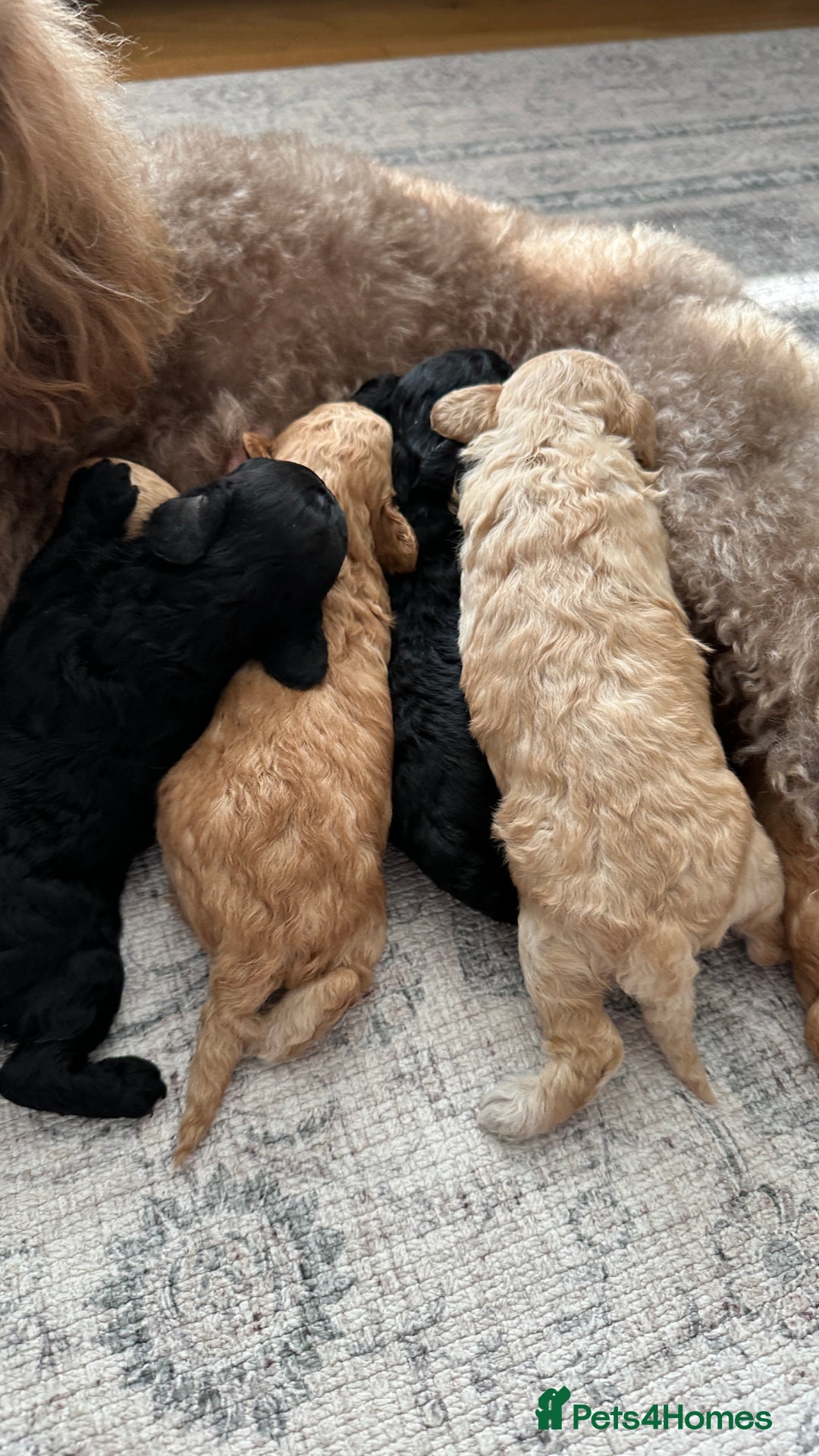 Toy Poodle dogs for sale: Toy poodles (5 girls and 2 boys) - Image 16
