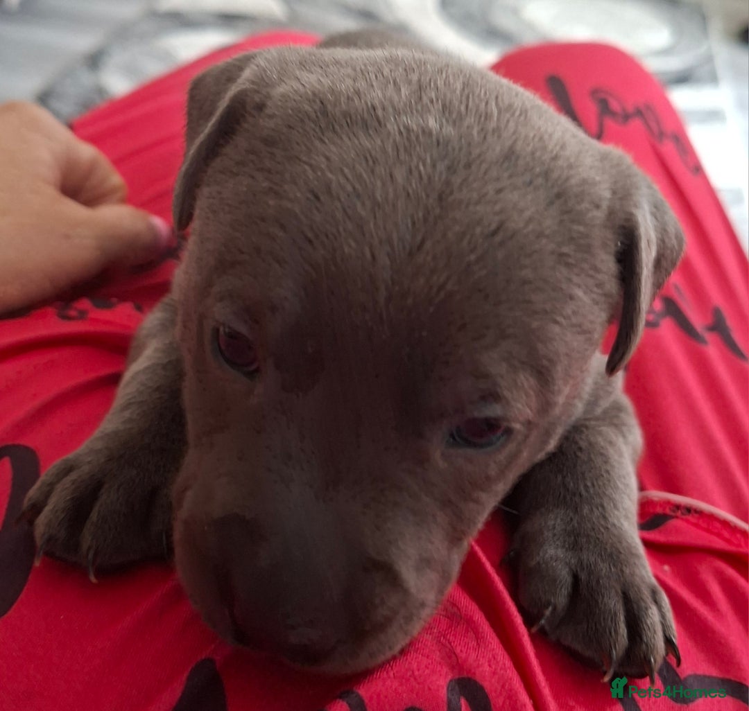 Staffordshire Bull Terrier dogs for sale: 1 female blue available ready to leave 28th August - Image 10