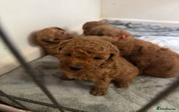 Miniature Poodle dogs for sale: Miniture poodles - READY TO LEAVE!!   - Image 16