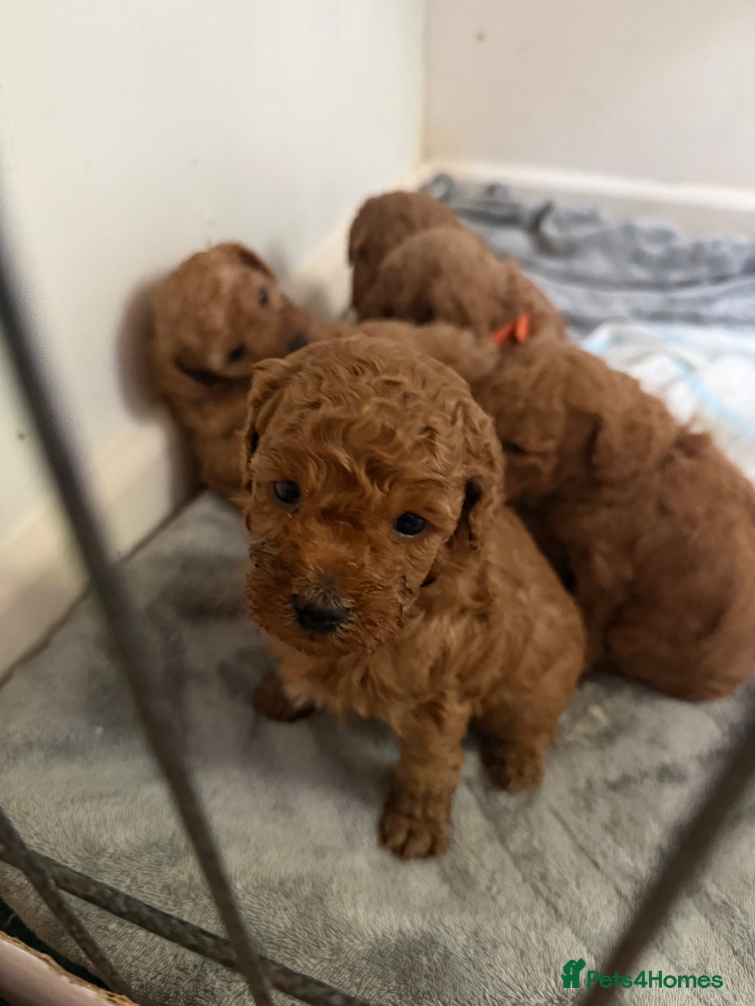 Miniature Poodle dogs for sale: Miniture poodles - READY TO LEAVE!!   - Image 16