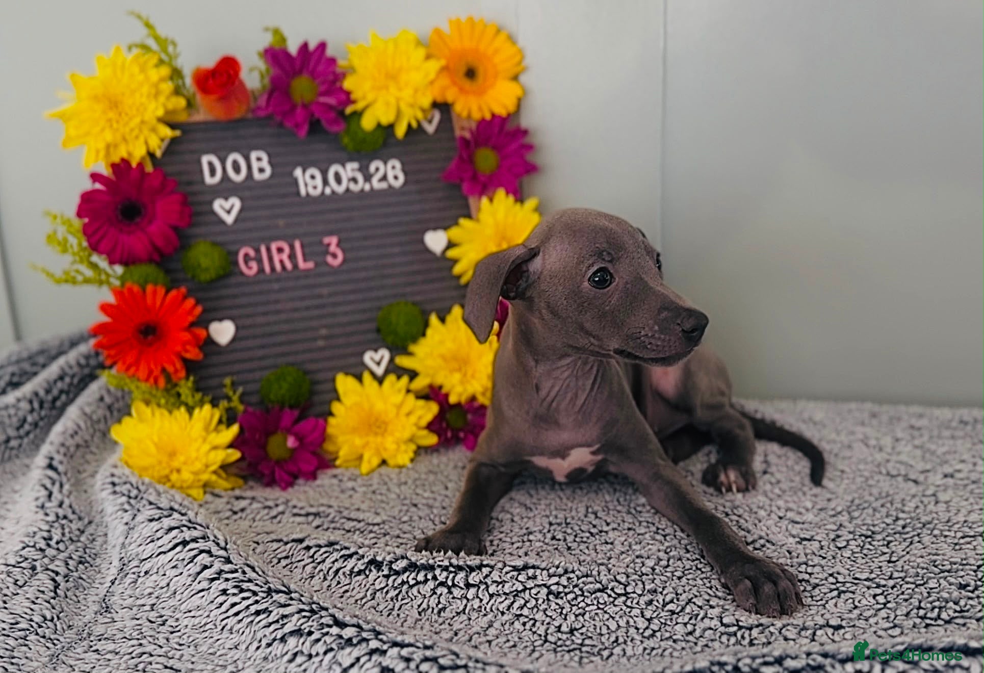 Italian Greyhound dogs Absolutely stunning Italian greyhounds - Advert 1