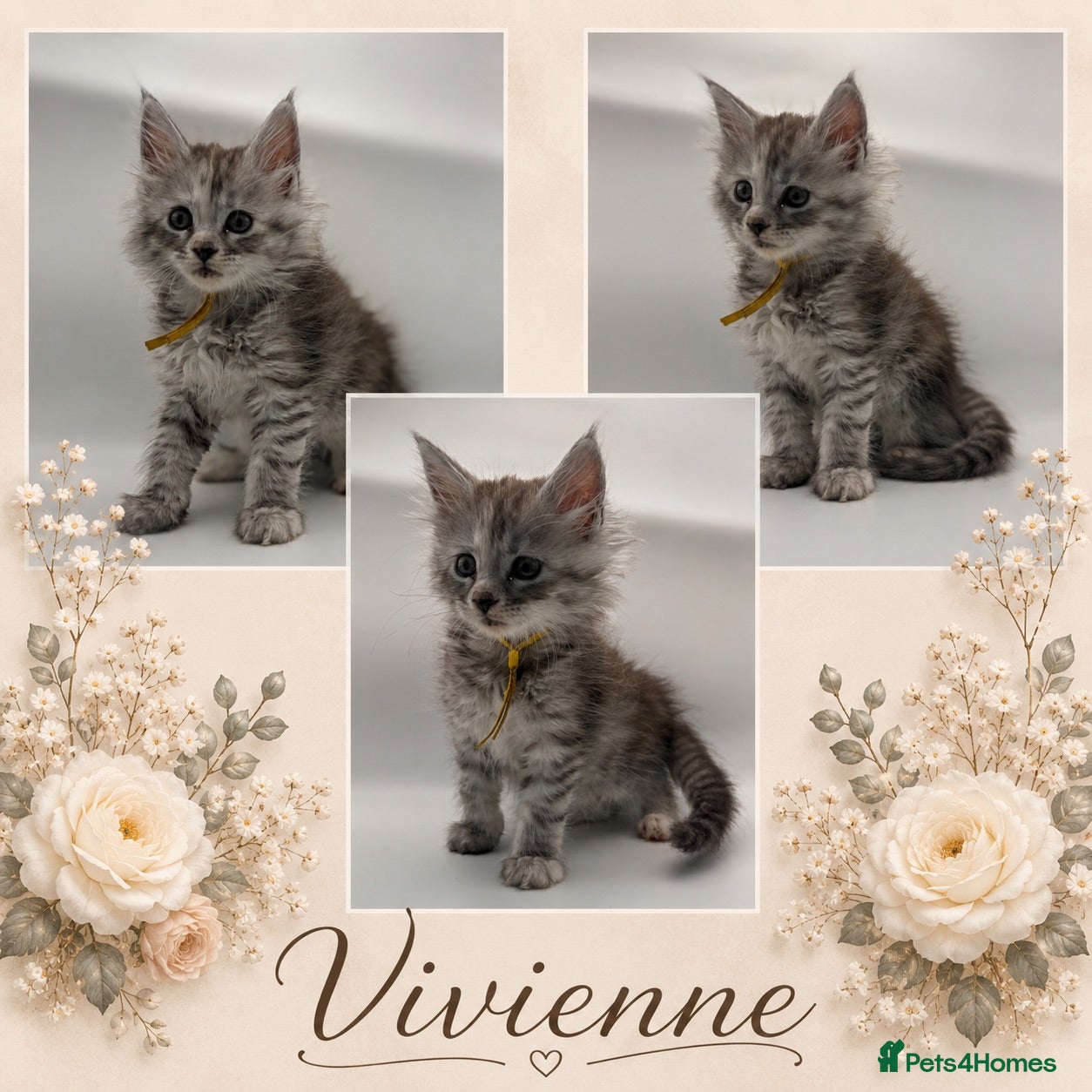Maine Coon cats Maine coon kittens for sale  - Advert 5