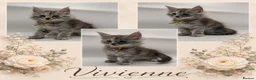 Maine Coon cats for sale: Maine coon kittens for sale  - Advert 1