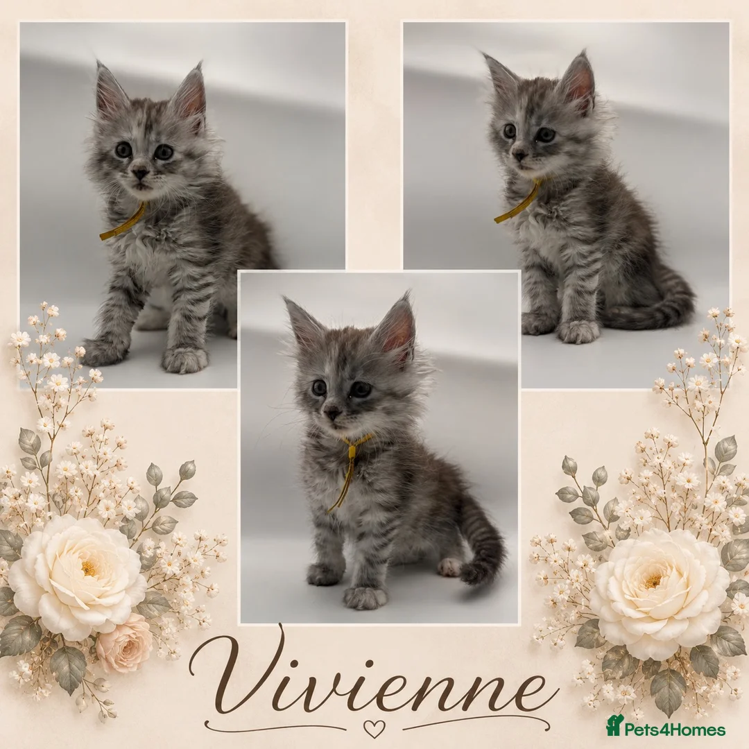 Maine Coon cats for sale: Maine coon kittens for sale  - Advert 1