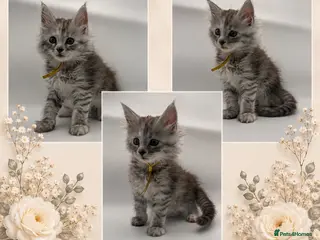 Maine Coon cats Maine coon kittens for sale - Advert 5
