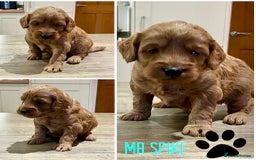 Cockapoo dogs for sale: Beautiful health tested cockapoos, ready Nov 💙💗 - Image 3
