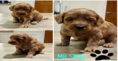 Cockapoo dogs - Advert 5
