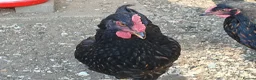 Chickens poultry for sale: Gold Laced Barnevelder Cockerels - Advert 5