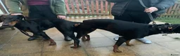 Dobermann dogs for stud: Health tested Dobermann stud  in Ferndale - Advert 4