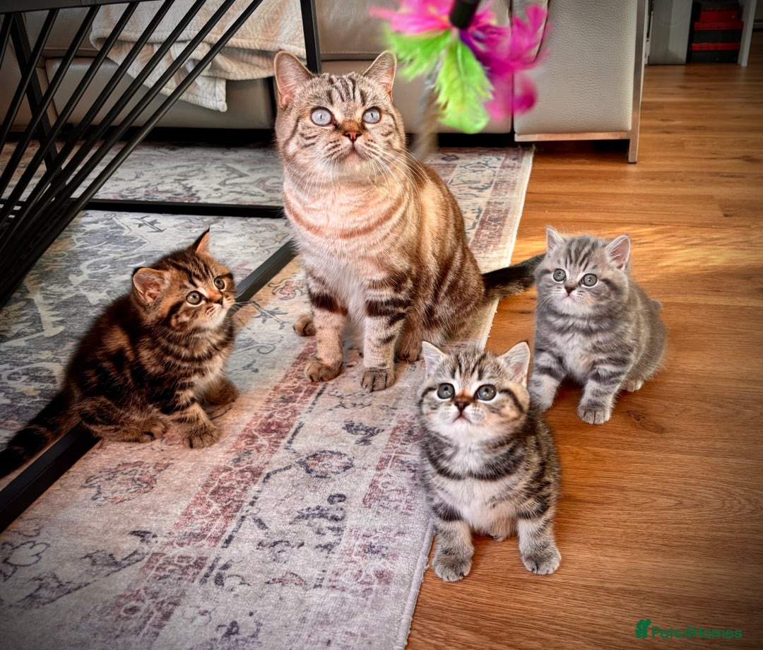 British Shorthair cats for sale: Sunning BSH kittens - ready for  **   - Advert 1