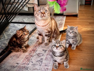 British Shorthair cats Sunning BSH kittens - ready for Christmas - Advert 1