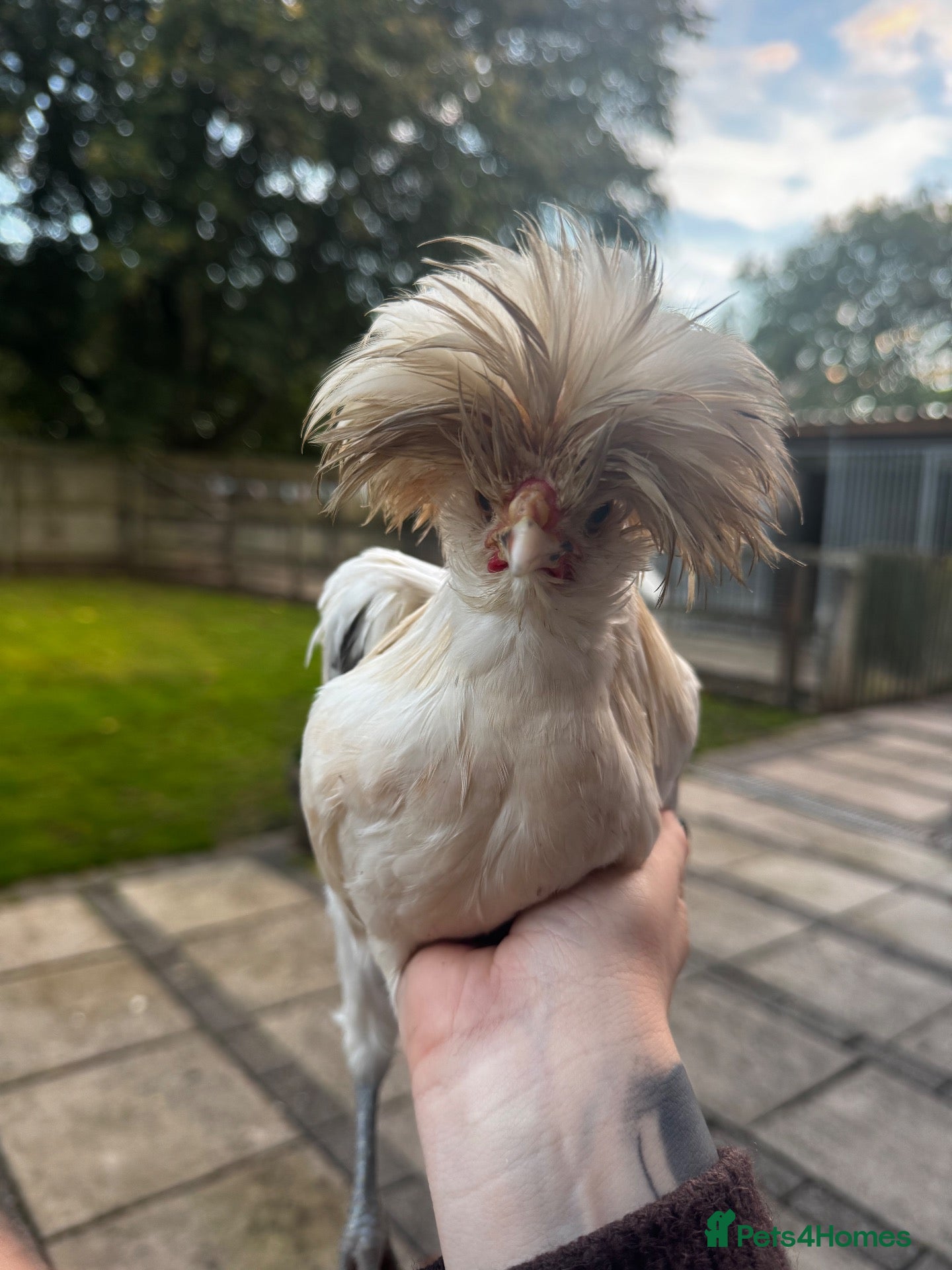 Chickens poultry Polish  - Advert 3