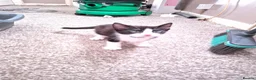 Mixed Breed cats for sale: 2 male breed  kittens - Advert 7