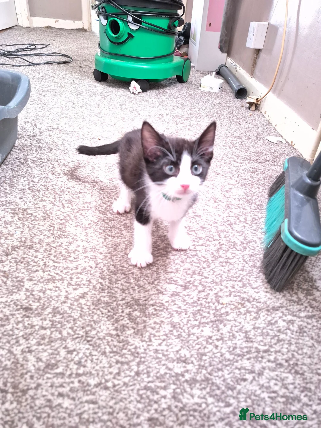 Mixed Breed cats for sale: 2 male breed  kittens - Advert 7