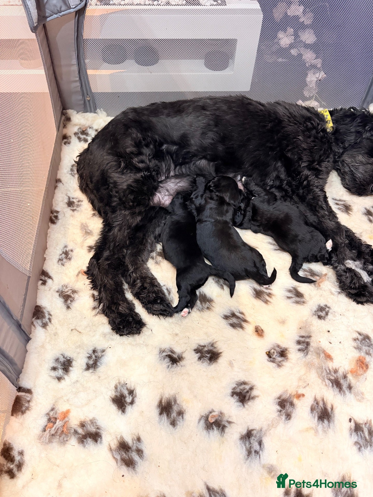 Bernedoodle dogs for sale: Stunning standard Bernedoodles  - Advert 7