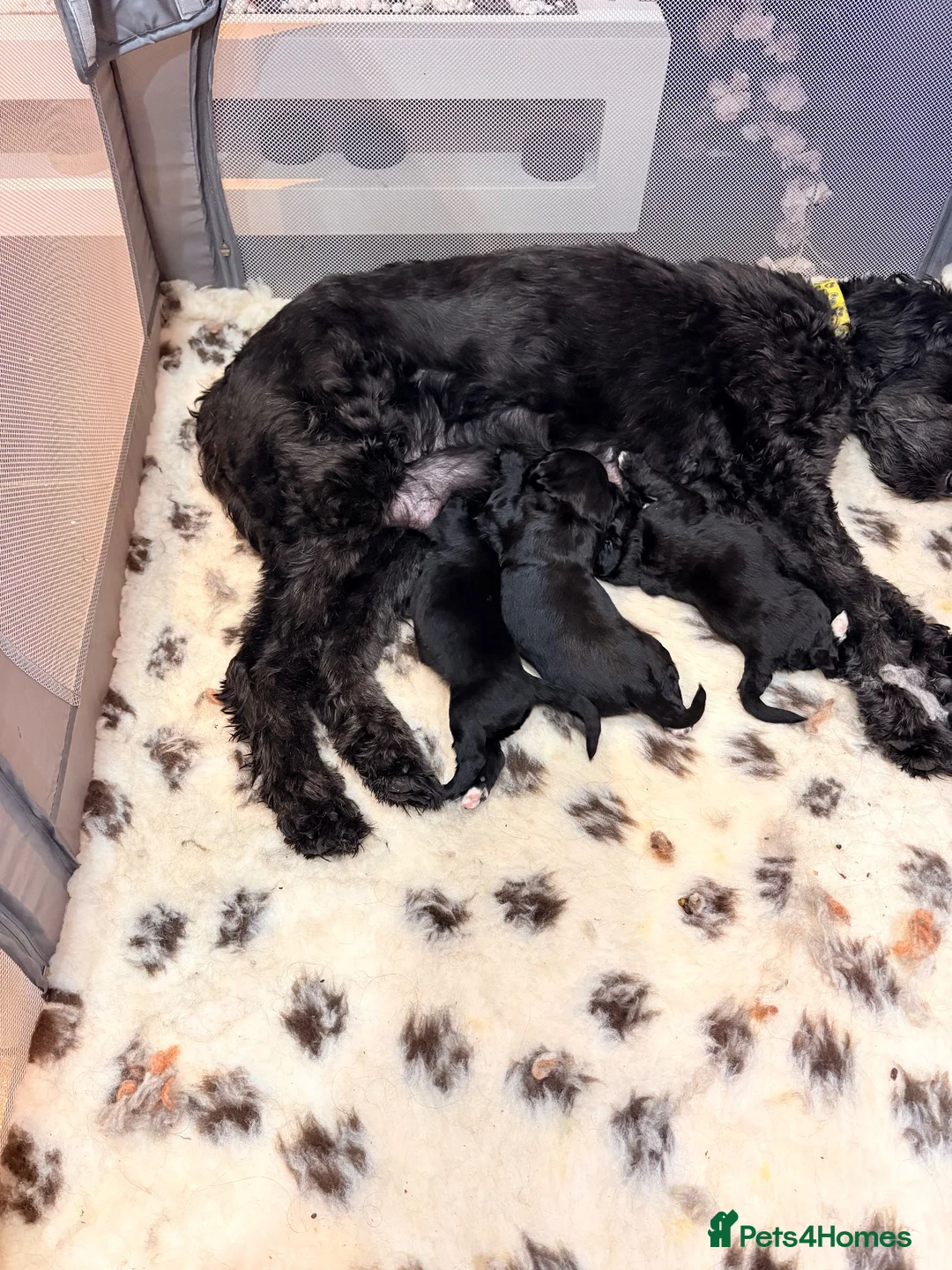 Bernedoodle dogs for sale: Stunning standard Bernedoodles  in Alfreton - Advert 1