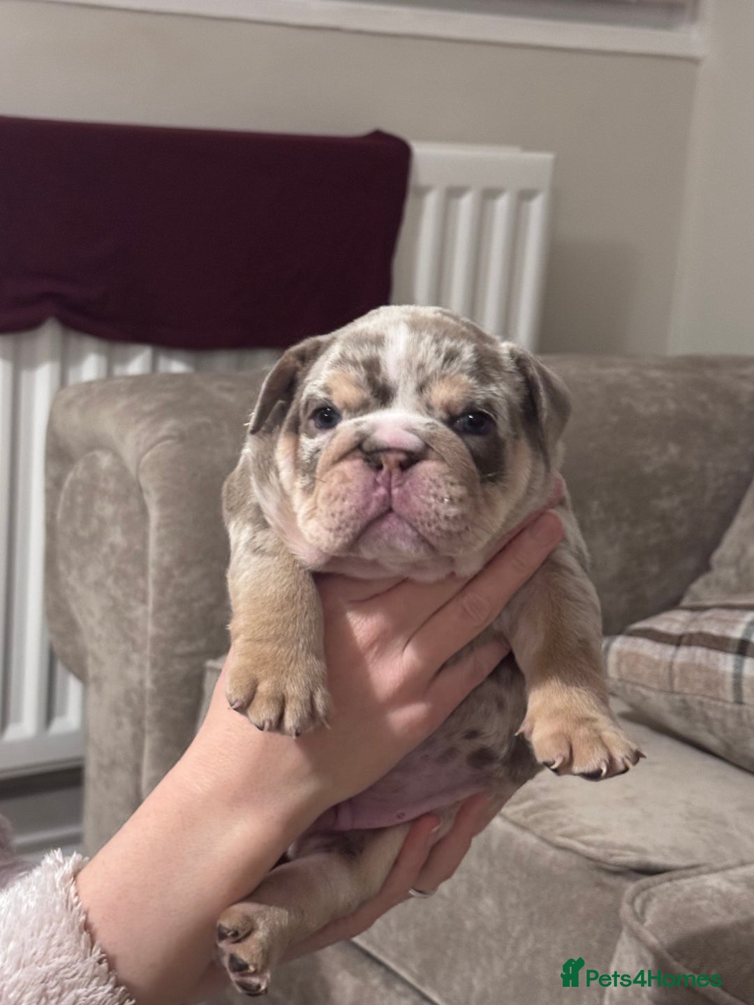 English Bulldog dogs for sale: English Bulldogs ready to leave 10/12/25  - Advert 6