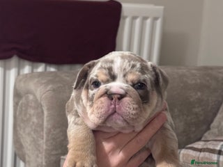 English Bulldog dogs English Bulldogs ready to leave 10/12/25 - Advert 10