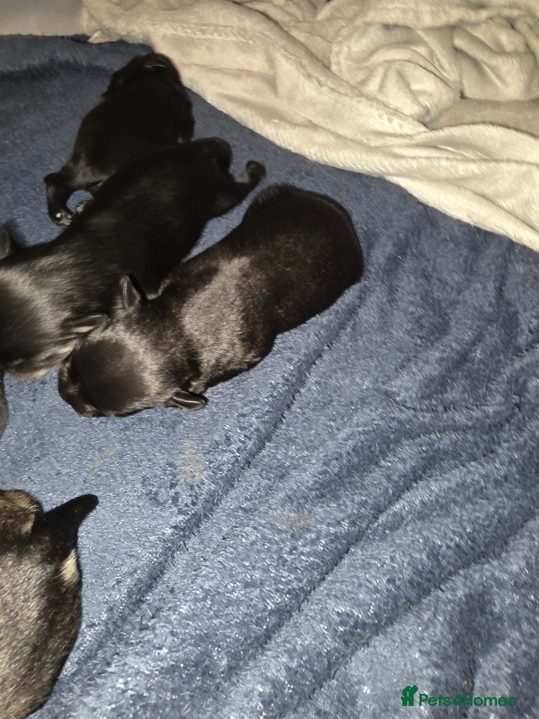 Miniature Schnauzer dogs for sale: Miniature Schnauzer Puppies - Image 5