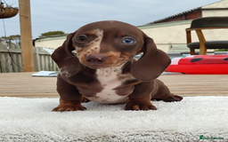 Miniature Dachshund dogs for sale: Outstanding Tweedle True Miniatures - Image 1