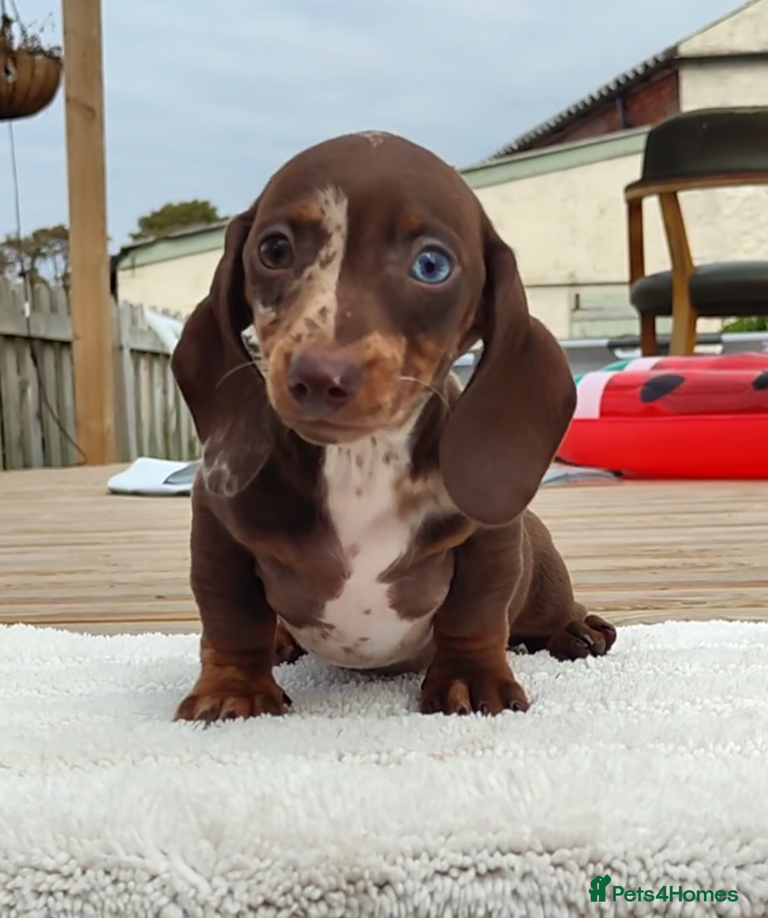 Miniature Dachshund dogs for sale: Outstanding Tweedle True Miniatures - Image 1