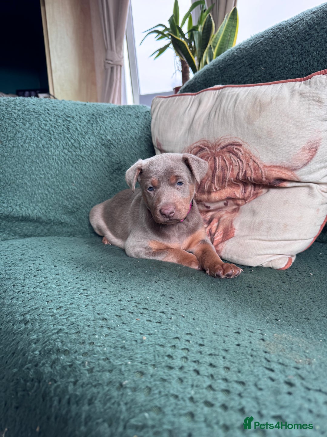 Australian Kelpie dogs for sale: Australian Kelpie Puppies WKC Registered - Image 15