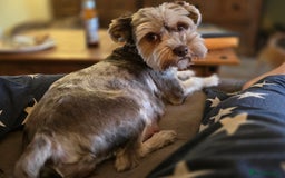Yorkshire Terrier dogs for sale: Chocolate Yorkshire Terrier  - Image 15