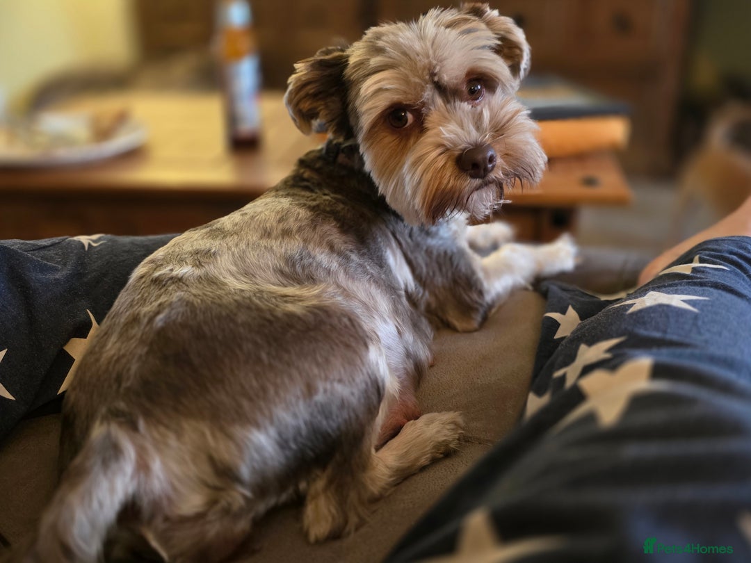 Yorkshire Terrier dogs for sale: Chocolate Yorkshire Terrier  - Image 15